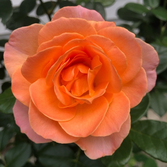 Meet your Posher, Alexandra - Picture 1 of 1